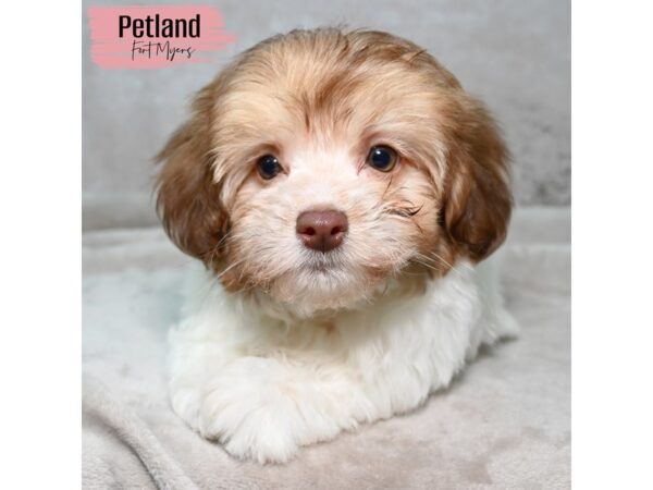 Havanese--Female---Petland Fort Myers, Florida