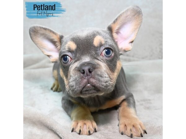 French Bulldog--Male---Petland Fort Myers, Florida
