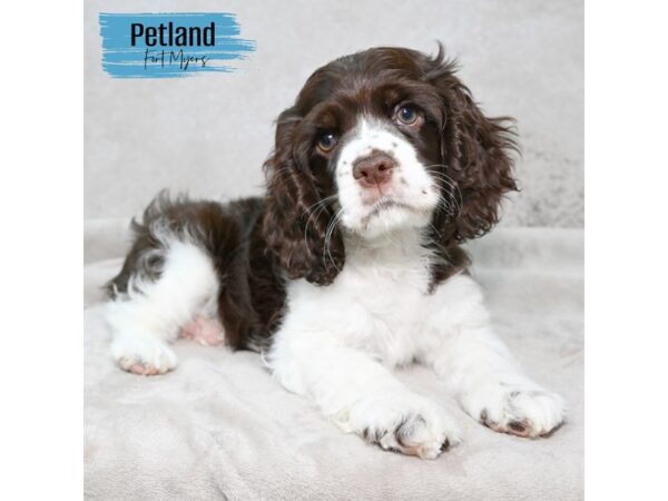 Cocker Spaniel--Female---Petland Fort Myers, Florida