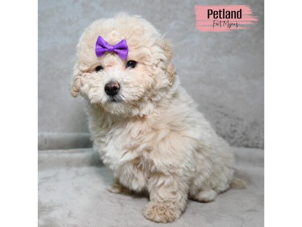 Bichapoo--Female---Petland Fort Myers, Florida