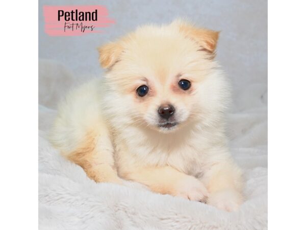 Pomeranian--Female---Petland Fort Myers, Florida