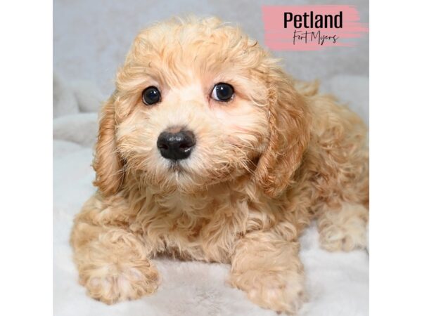 Mini Woodle--Female---Petland Fort Myers, Florida