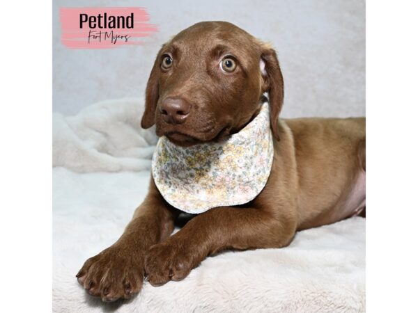 Chesapeake Bay Retriever--Female---Petland Fort Myers, Florida