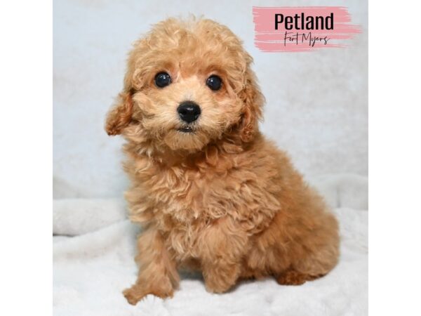 Miniature Poodle--Female---Petland Fort Myers, Florida