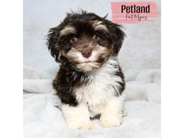 Havanese--Female---Petland Fort Myers, Florida