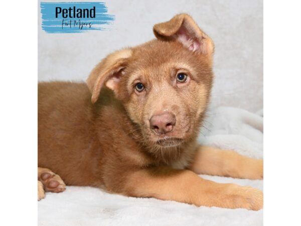 German Shepherd--Male---Petland Fort Myers, Florida