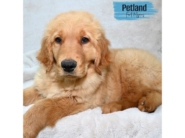Golden Retriever--Male---Petland Fort Myers, Florida