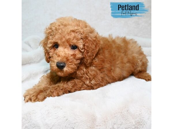 Miniature Poodle--Male---Petland Fort Myers, Florida