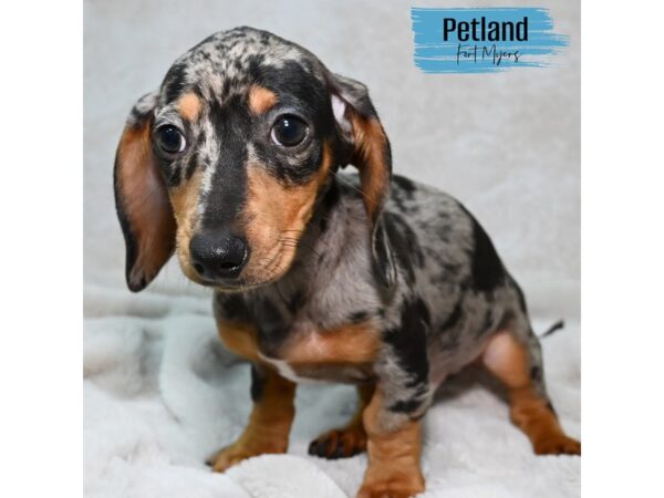 Dachshund--Male---Petland Fort Myers, Florida