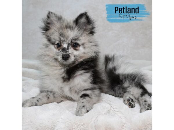 Pomeranian--Male---Petland Fort Myers, Florida