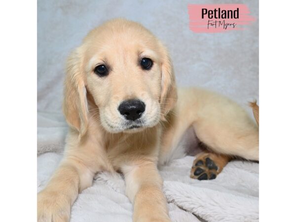 Golden Retriever--Female---Petland Fort Myers, Florida