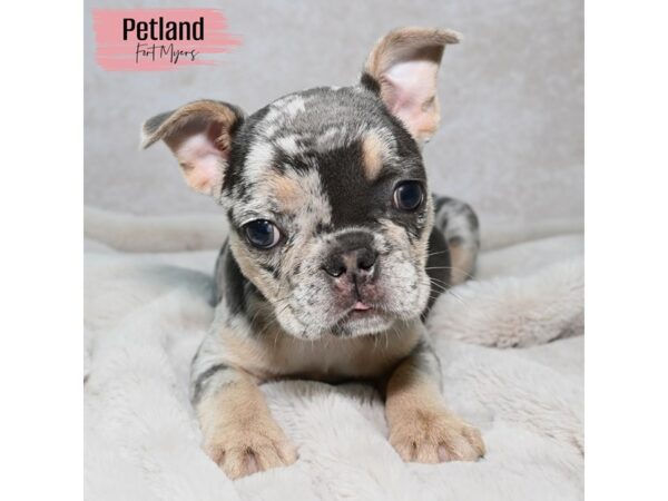 French Bulldog--Female---Petland Fort Myers, Florida