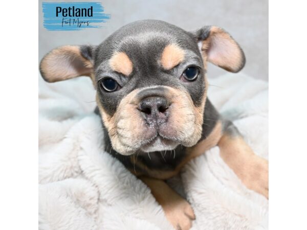 French Bulldog--Male---Petland Fort Myers, Florida
