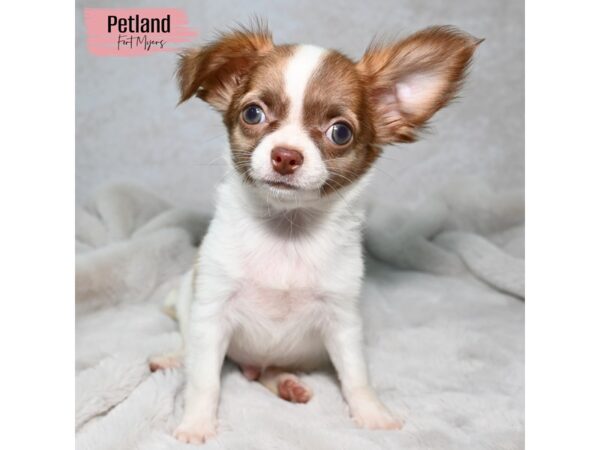 Chihuahua--Female---Petland Fort Myers, Florida