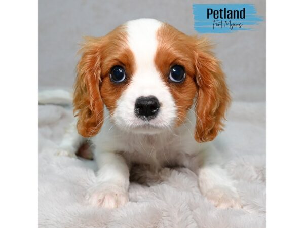 Cavalier King Charles Spaniel--Male---Petland Fort Myers, Florida