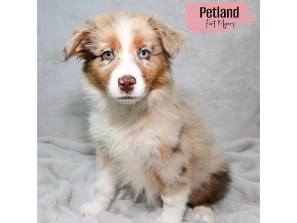 Australian Shepherd--Female---Petland Fort Myers, Florida