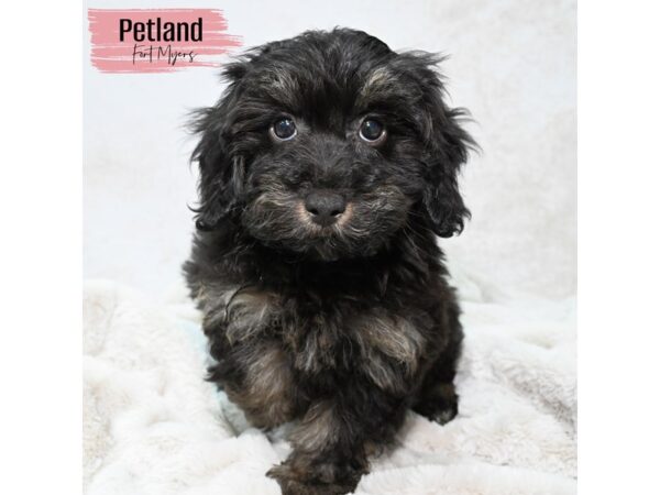 Havapoo--Female---Petland Fort Myers, Florida