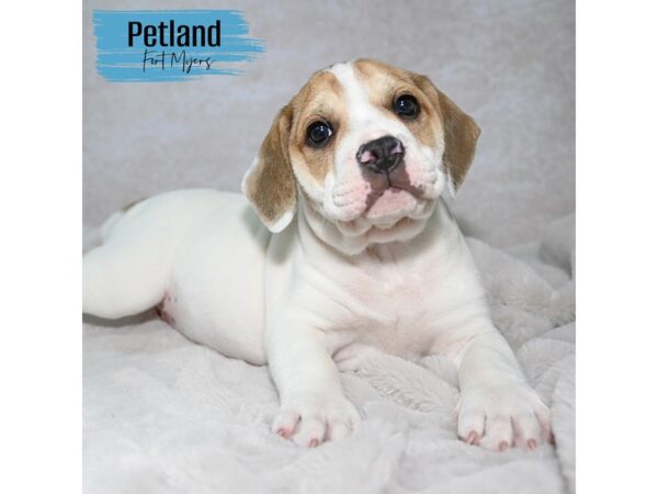 Beabull--Male---Petland Fort Myers, Florida