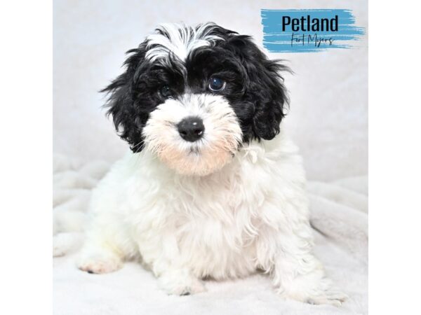 Miniature Bernedoodle 2nd Gen--Male---Petland Fort Myers, Florida