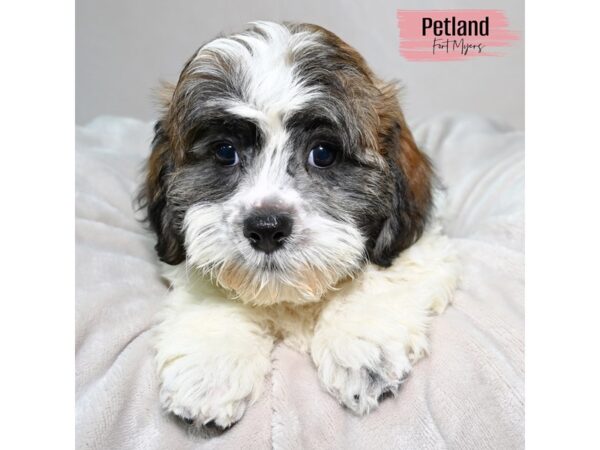 Teddy Bear--Female---Petland Fort Myers, Florida