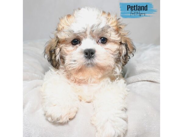 Teddy Bear--Male---Petland Fort Myers, Florida