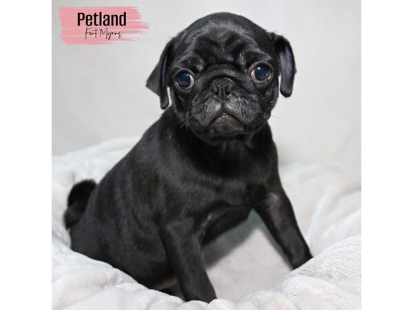 Pug--Female---Petland Fort Myers, Florida