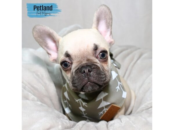 French Bulldog--Male---Petland Fort Myers, Florida