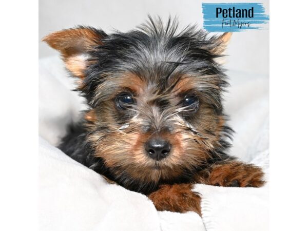 Yorkshire Terrier--Male---Petland Fort Myers, Florida