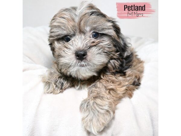 Shih Poo--Female---Petland Fort Myers, Florida