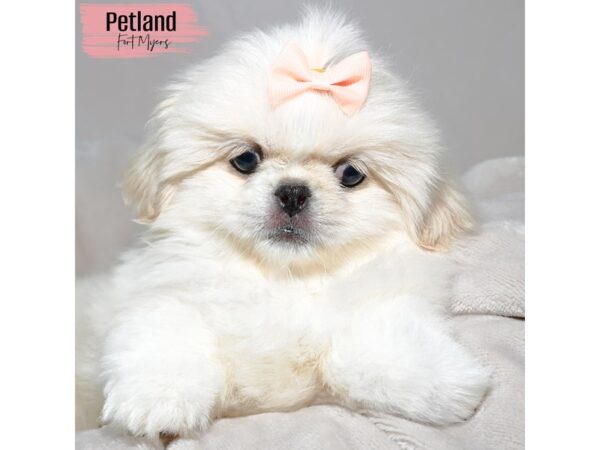 Pekingese--Female---Petland Fort Myers, Florida