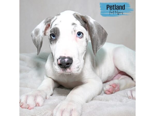 Great Dane--Male---Petland Fort Myers, Florida