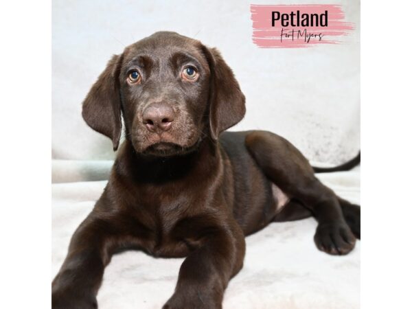 Labrador Retriever--Female---Petland Fort Myers, Florida
