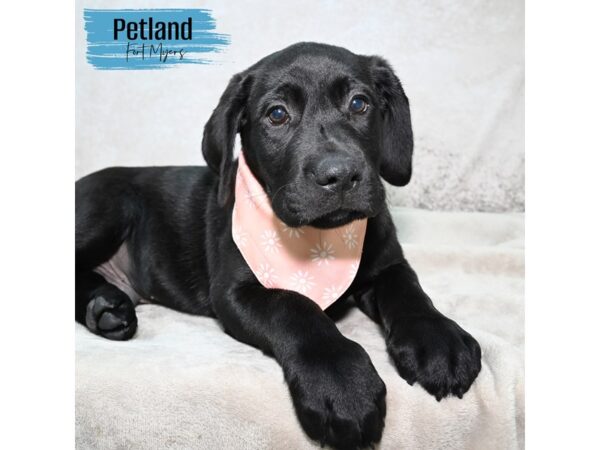 Labrador Retriever--Male---Petland Fort Myers, Florida