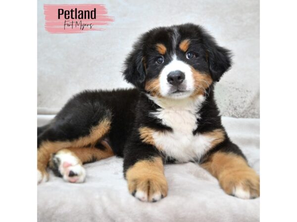 Bernese Mnt. Dog--Female---Petland Fort Myers, Florida