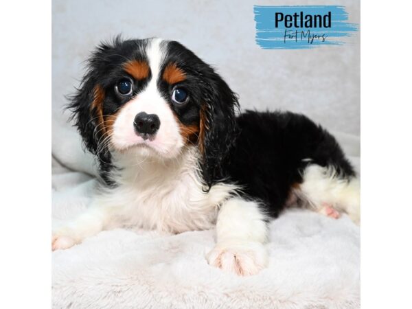 Cavalier King Charles Spaniel--Male---Petland Fort Myers, Florida