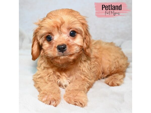 Cavapoo 2nd Generation--Female---Petland Fort Myers, Florida