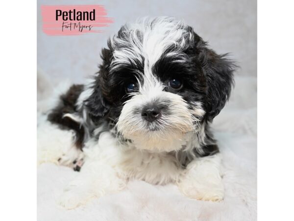 Yorkiepoo--Female---Petland Fort Myers, Florida