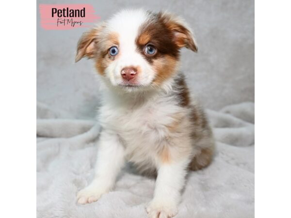 Miniature Australian Shepherd--Female---Petland Fort Myers, Florida