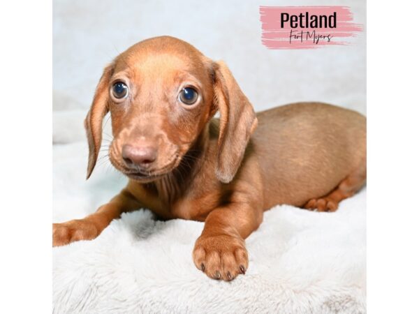 Dachshund--Female---Petland Fort Myers, Florida
