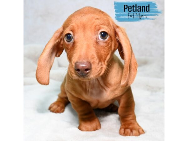 Dachshund--Male---Petland Fort Myers, Florida