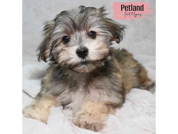 Havamalt--Female---Petland Fort Myers, Florida