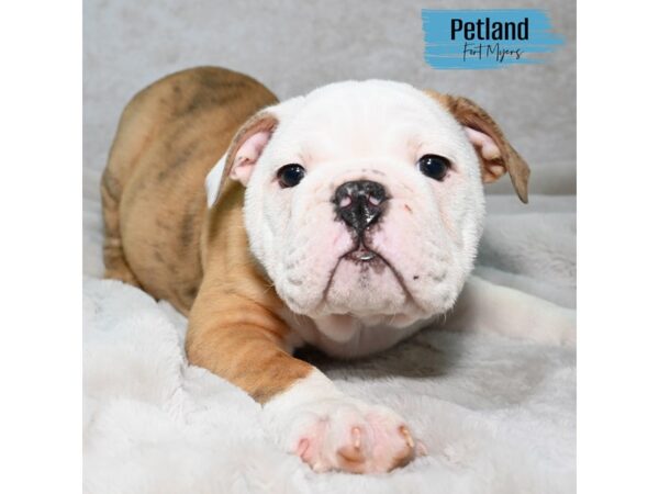 English Bulldog--Male---Petland Fort Myers, Florida