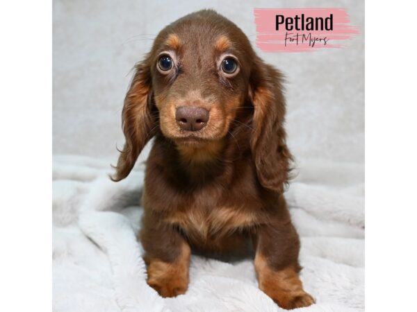Dachshund--Female---Petland Fort Myers, Florida