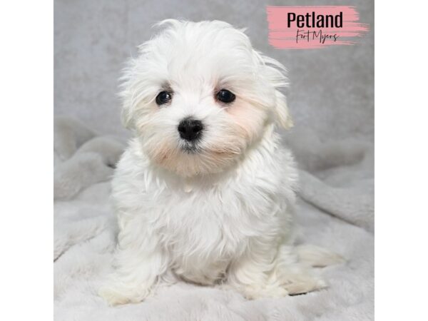 Maltese--Female---Petland Fort Myers, Florida