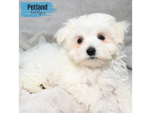Maltese--Male---Petland Fort Myers, Florida