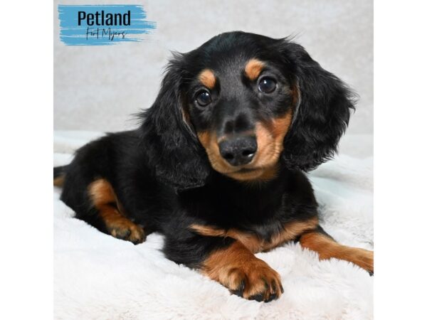 Dachshund--Male---Petland Fort Myers, Florida