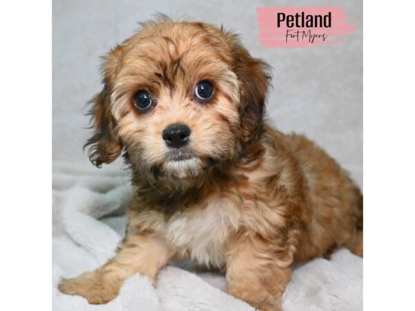 Cavachon--Female---Petland Fort Myers, Florida
