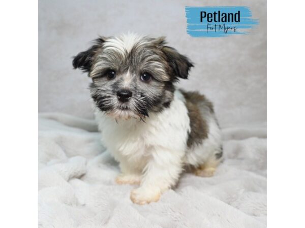 Havanese--Male---Petland Fort Myers, Florida