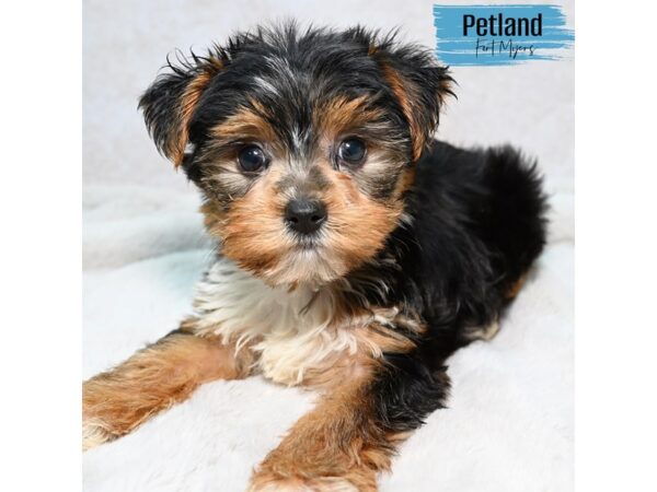 Yorkshire Terrier--Male---Petland Fort Myers, Florida