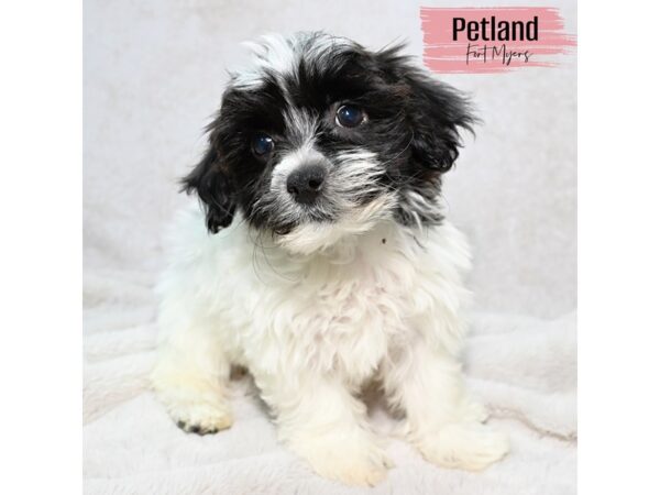 Yochon--Female---Petland Fort Myers, Florida